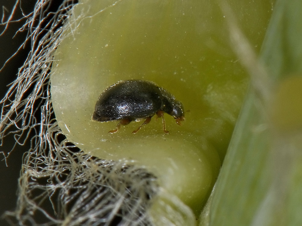 Coccinellidae: Scymnus cfr. femoralis? S.